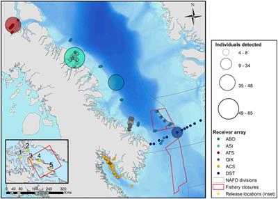 Multi-year acoustic tracking reveals transient movements, recurring hotspots, and apparent seasonality in the coastal-offshore presence of Greenland sharks (Somniosus microcephalus)